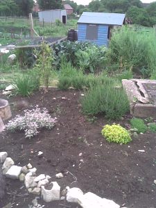 Half of our herb bed